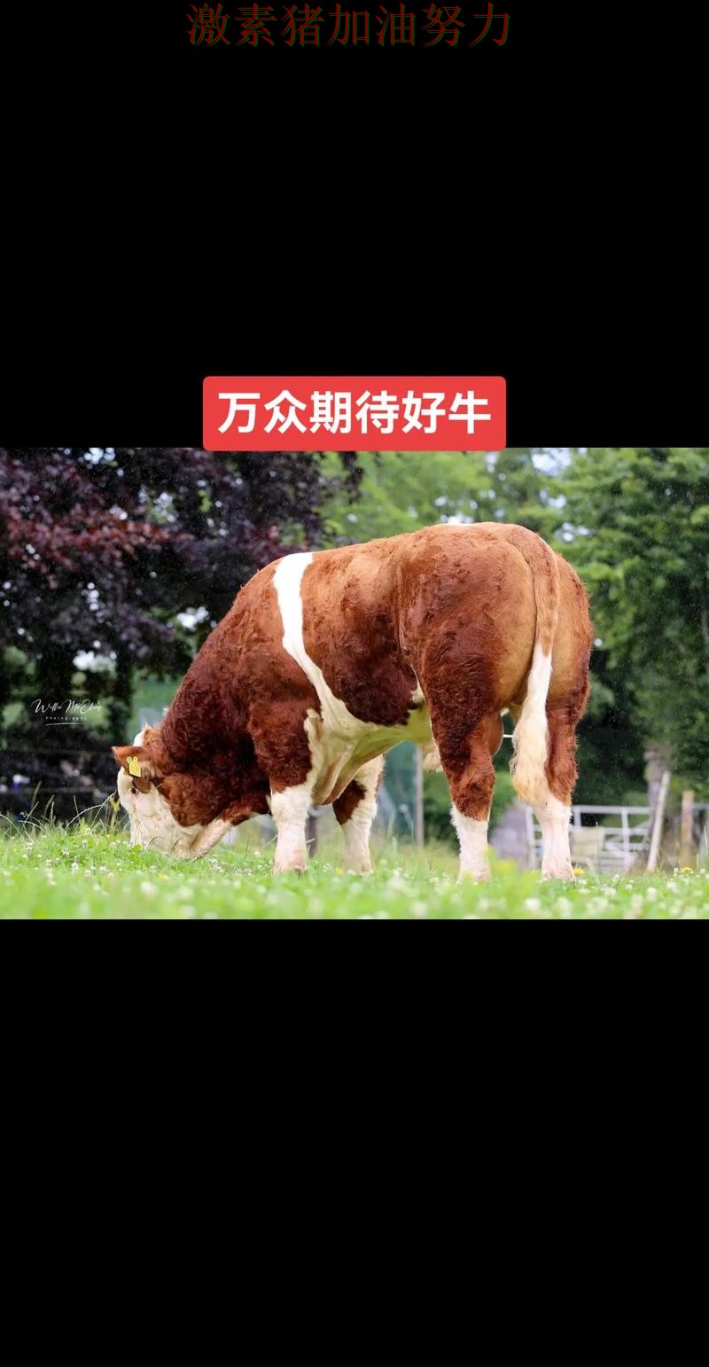 公牛关键轮换发挥奇效